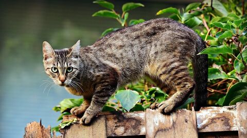 Un gato dom&eacute;stico encaramado a una valla
