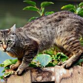 Un gato doméstico encaramado a una valla