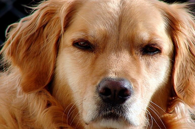 Ángel Osuna, adiestrador canino, todos los perros tienen potencial para ser felices y comportarse bien Ángel Osuna, adiestrador canino, todos los perros tienen potencial para ser felices y comportarse bien