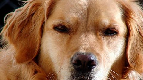 canino