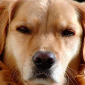 Ángel Osuna, adiestrador canino, todos los perros tienen potencial para ser felices y comportarse bien Ángel Osuna, adiestrador canino, todos los perros tienen potencial para ser felices y comportarse bien