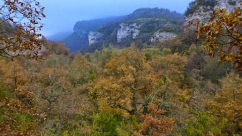 Bosque de &Aacute;lava