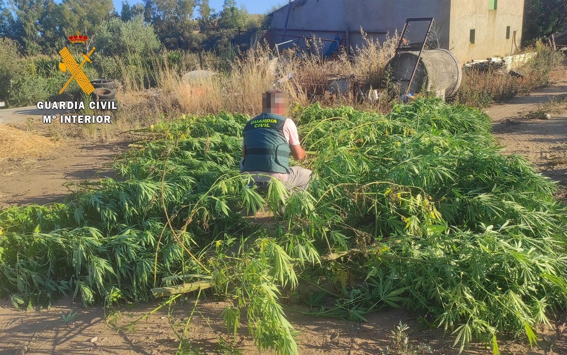 Cuatro detenidos y más de medio centenar de plantas de marihuana incautadas en varias localidades de Cáceres Cuatro detenidos y más de medio centenar de plantas de marihuana incautadas en varias localidades de Cáceres