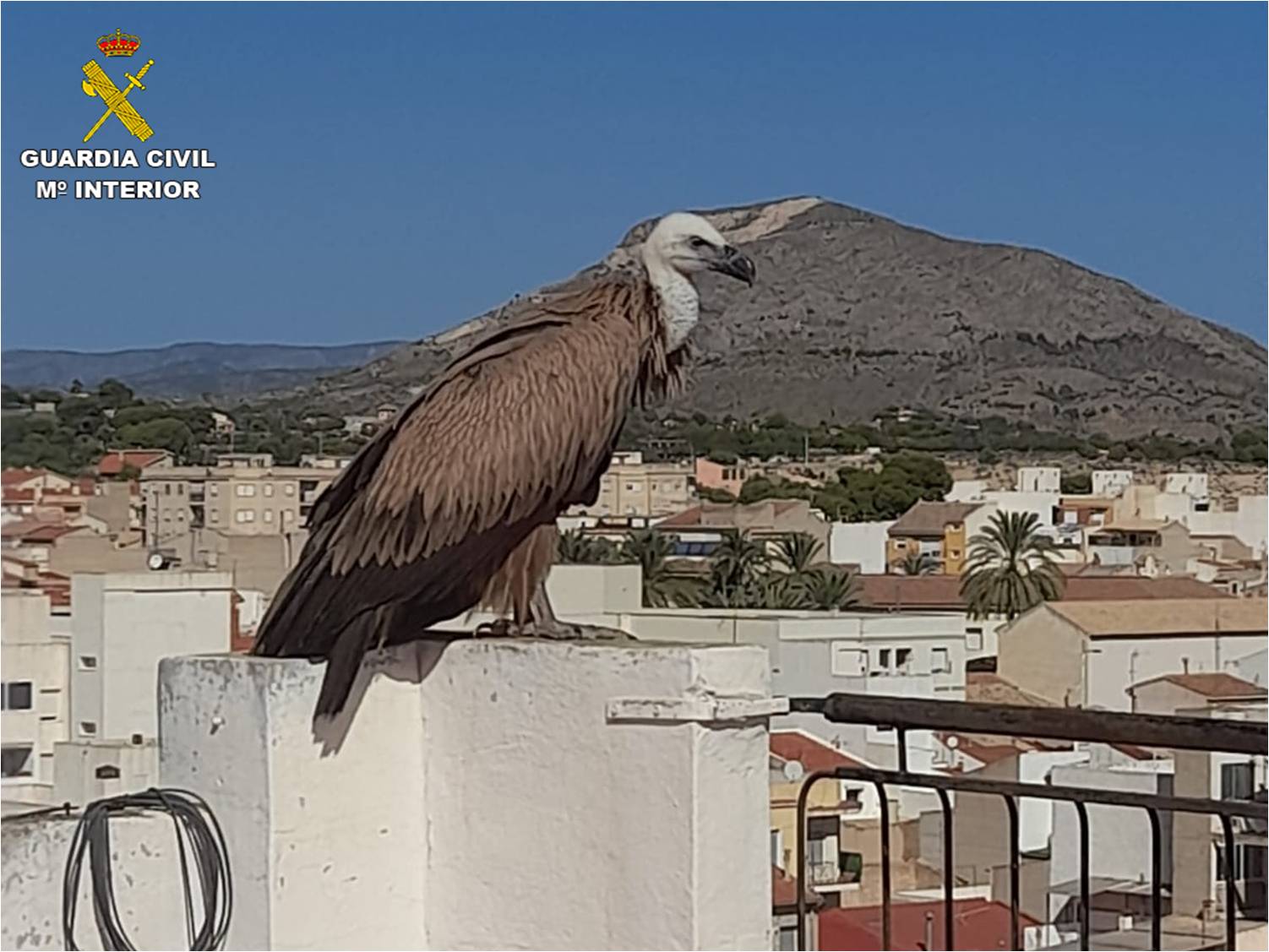 Agentes de la Guardia Civil rescatan a un buitre leonado de la azotea de un edificio de Novelda Agentes de la Guardia Civil rescatan a un buitre leonado de la azotea de un edificio de Novelda