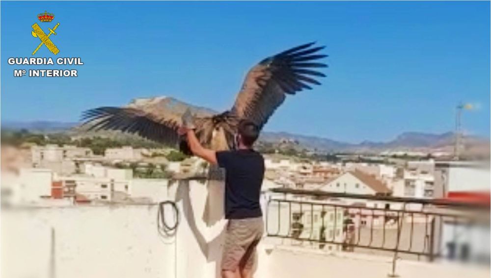 Momento en el que se captura el buitre leonado en el edificio de Novelda.