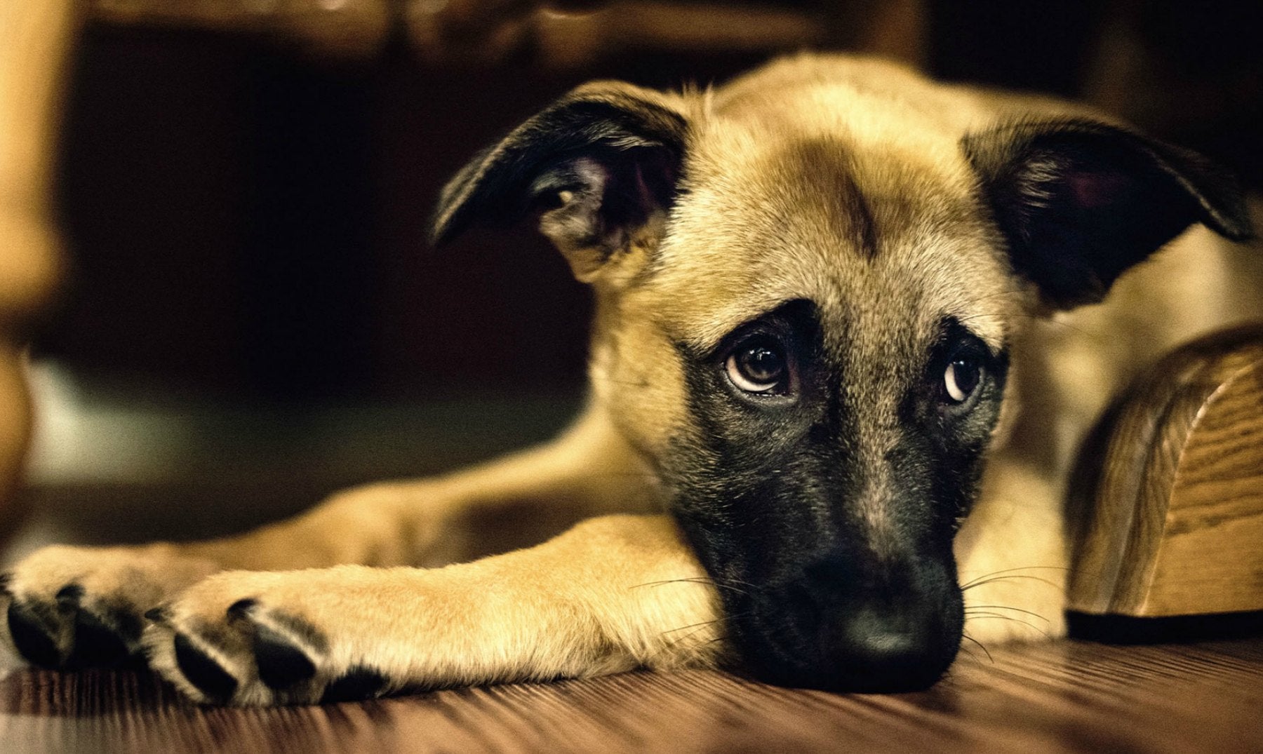 El adiestramiento mejora la comunicación y la convivencia entre perros y humanos El adiestramiento mejora la comunicación y la convivencia entre perros y humanos