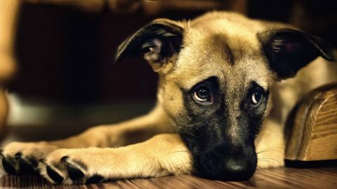 canino