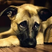 El adiestramiento mejora la comunicación y la convivencia entre perros y humanos El adiestramiento mejora la comunicación y la convivencia entre perros y humanos