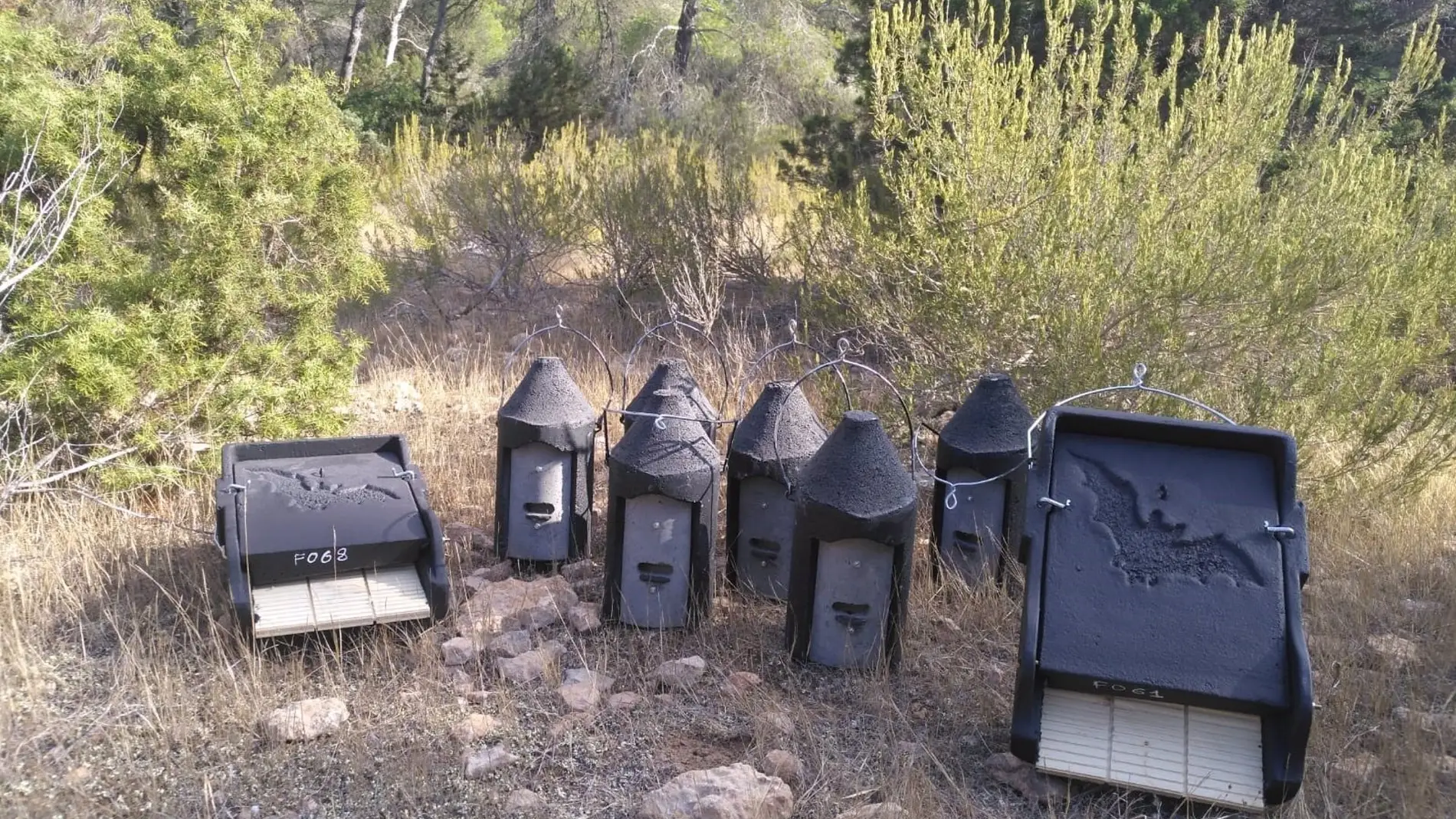 Las Pitiusas aumentan las cajas nido para murciélagos para combatir plagas