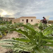 Medio ambiente pone en marcha 6 nuevos huertos urbanos en el ecomuseo de almoradí Medio ambiente pone en marcha 6 nuevos huertos urbanos en el ecomuseo de almoradí