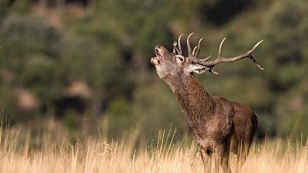 Preocupación por los grandes ciervos en las montañas de Alicante y revisión meteorológica desde Castellón Preocupación por los grandes ciervos en las montañas de Alicante y revisión meteorológica desde Castellón