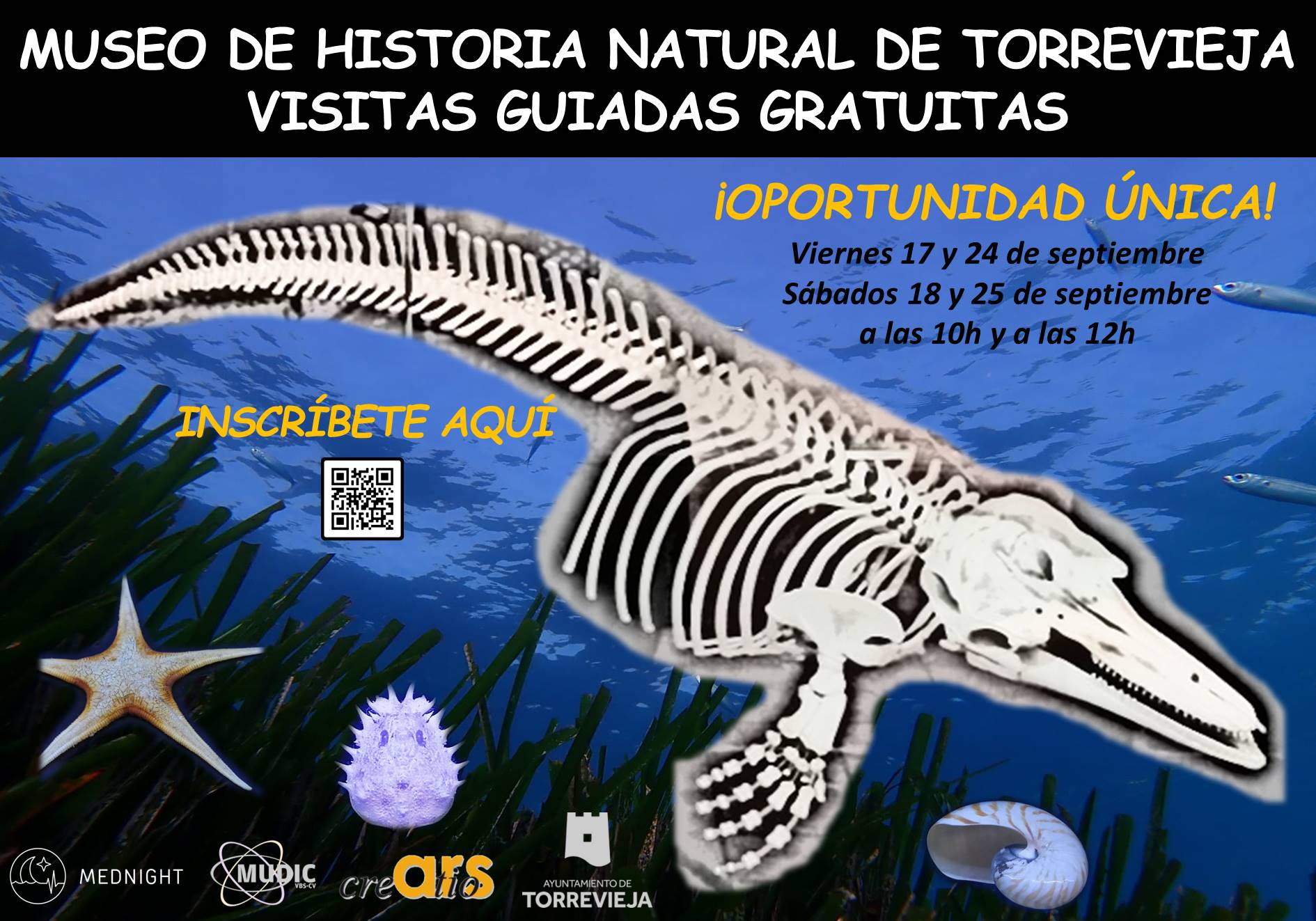 El museo de historia natural de Torrevieja se abre en torno a la noche europea de los investigadores el próximo viernes El museo de historia natural de Torrevieja se abre en torno a la noche europea de los investigadores el próximo viernes