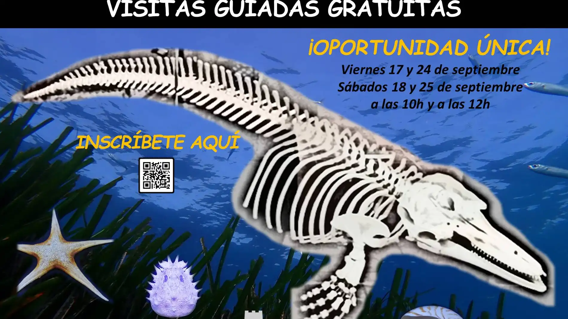 El museo de historia natural de Torrevieja se abre en torno a la noche europea de los investigadores el próximo viernes 