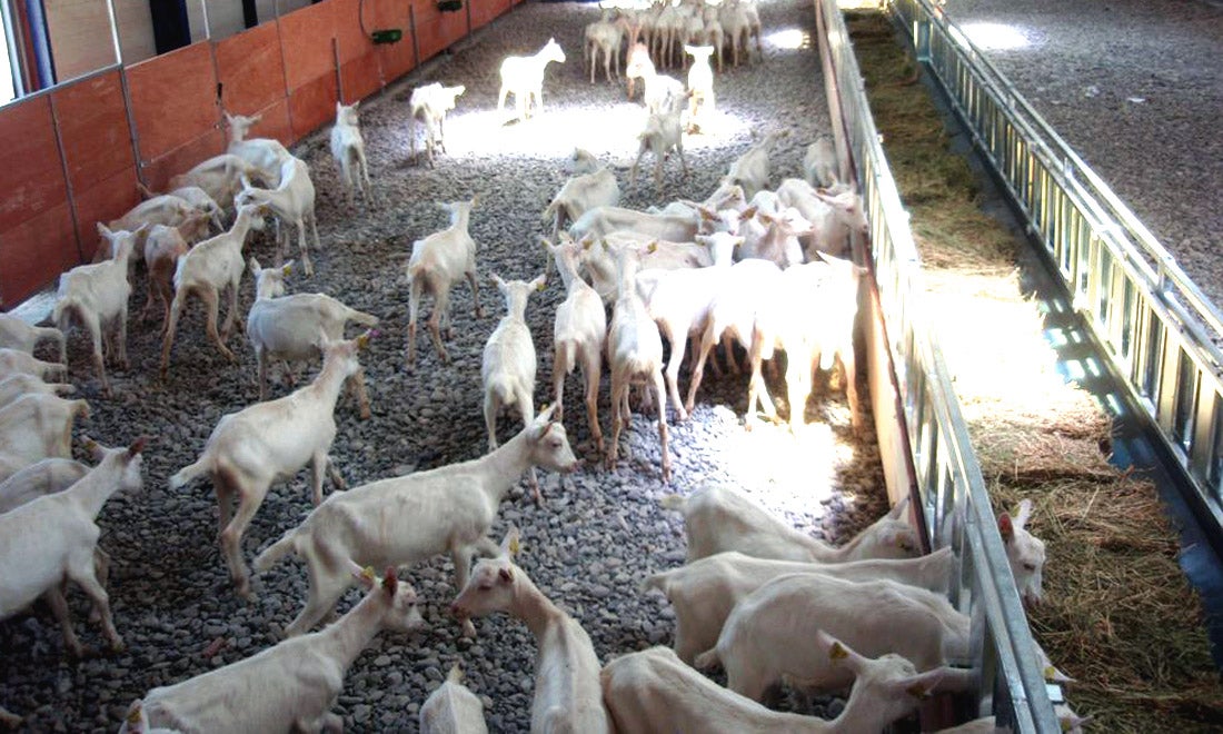 La aparición de tuberculosis en cabras podría provocar el cierre de explotaciones ganaderas en Campo de Montiel La aparición de tuberculosis en cabras podría provocar el cierre de explotaciones ganaderas en Campo de Montiel
