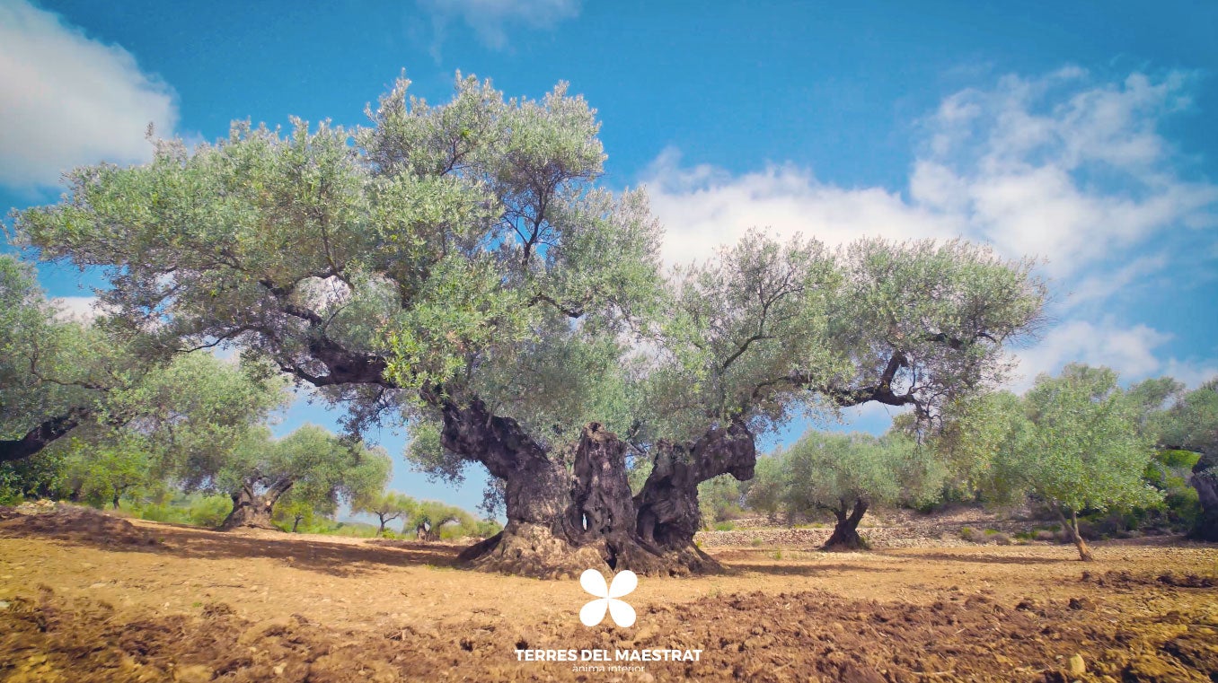 ¿Qué podemos hacer en el interior de nuestra provincia? Esta es la agenda de Maestrat Ànima Interior ¿Qué podemos hacer en el interior de nuestra provincia? Esta es la agenda de Maestrat Ànima Interior