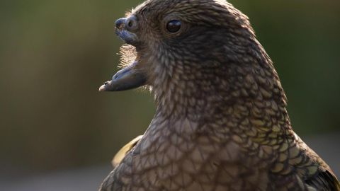 Bruce, el loro sin la parte superior de su pico