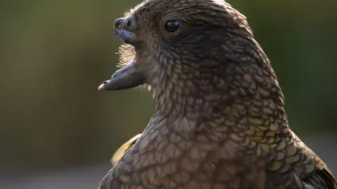 Bruce, el loro sin la parte superior de su pico Bruce, el loro sin la parte superior de su pico