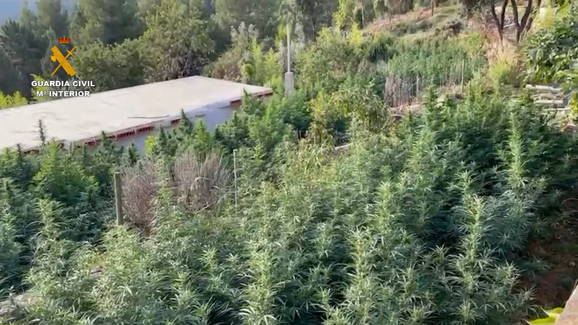 Plantación de marihuana en la Masía la Umbría de Puertomingalvo