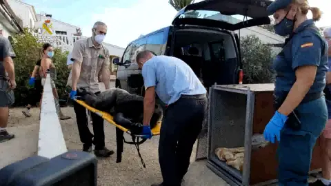 Suzie a punto de ser trasladada Suzie a punto de ser trasladada