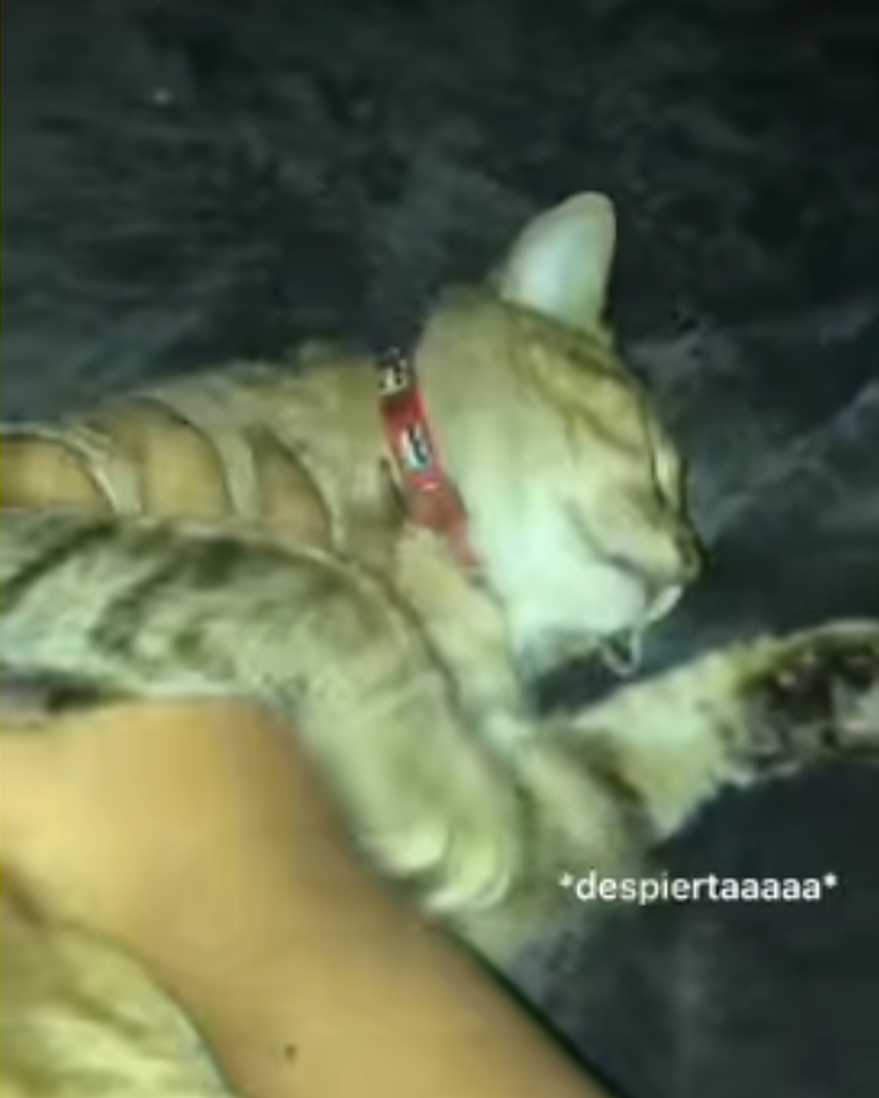 ¿Por qué no se despierta el gato de este vídeo? ¿Por qué no se despierta el gato de este vídeo?