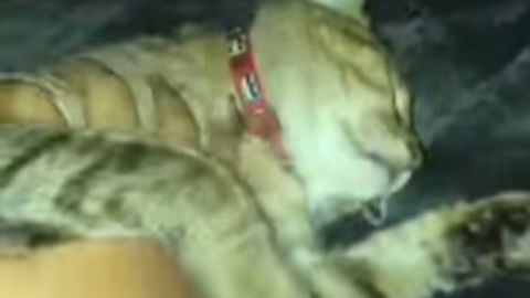 Captura de pantalla del v&iacute;deo de un gato que no se despierta