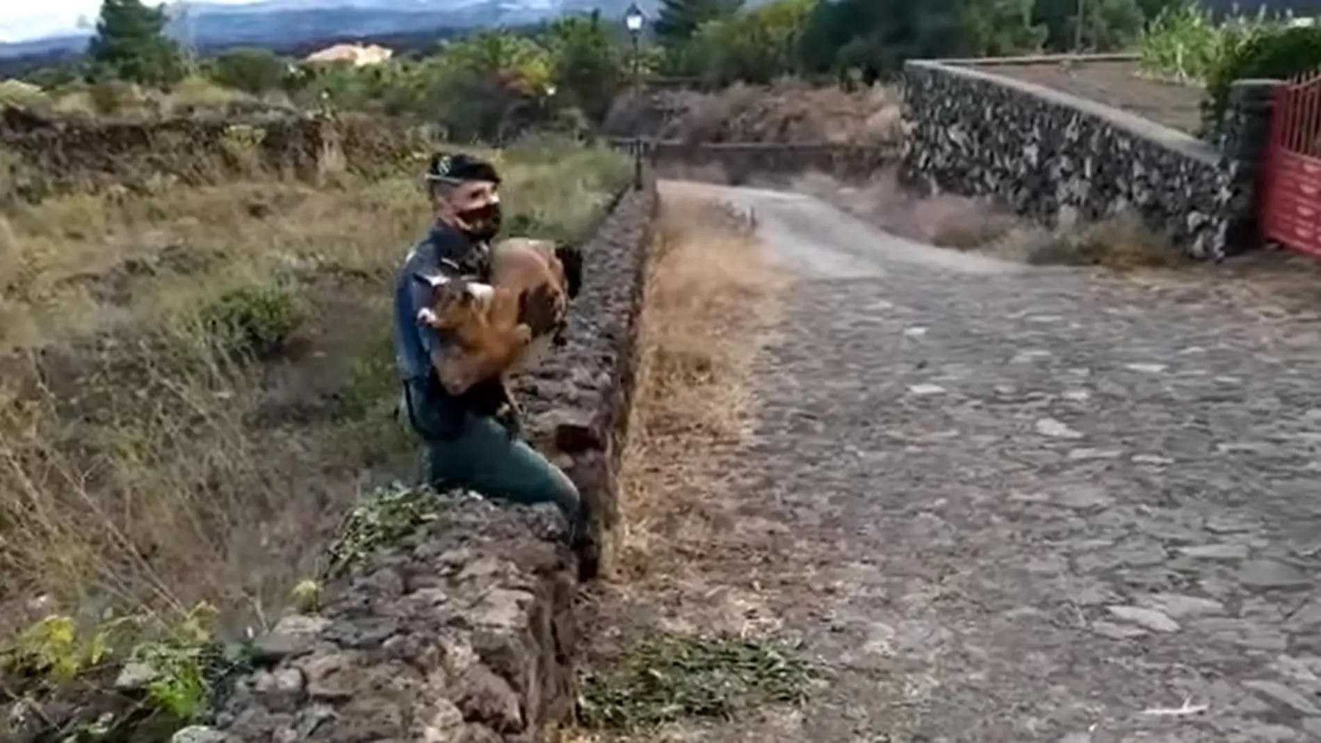 La Guardia Civil se vuelca en la evacuación de animales en La Palma