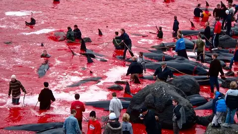 Matanza de delfines en las Islas Fereo Matanza de delfines en las Islas Fereo