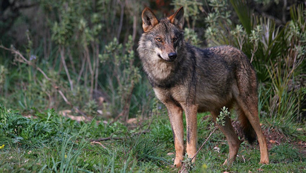 El BOE publica hoy la inclusión del lobo en la lista LESPRE El BOE publica hoy la inclusión del lobo en la lista LESPRE