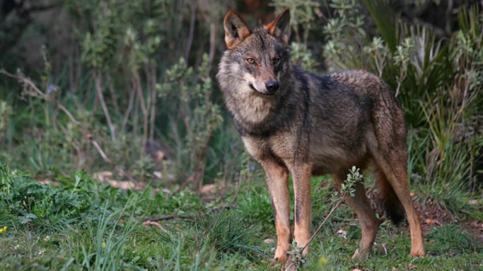 El BOE publica hoy en la inclusión del lobo en la lista LESPRE 