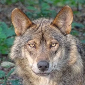 Lobo Ibérico Lobo Ibérico
