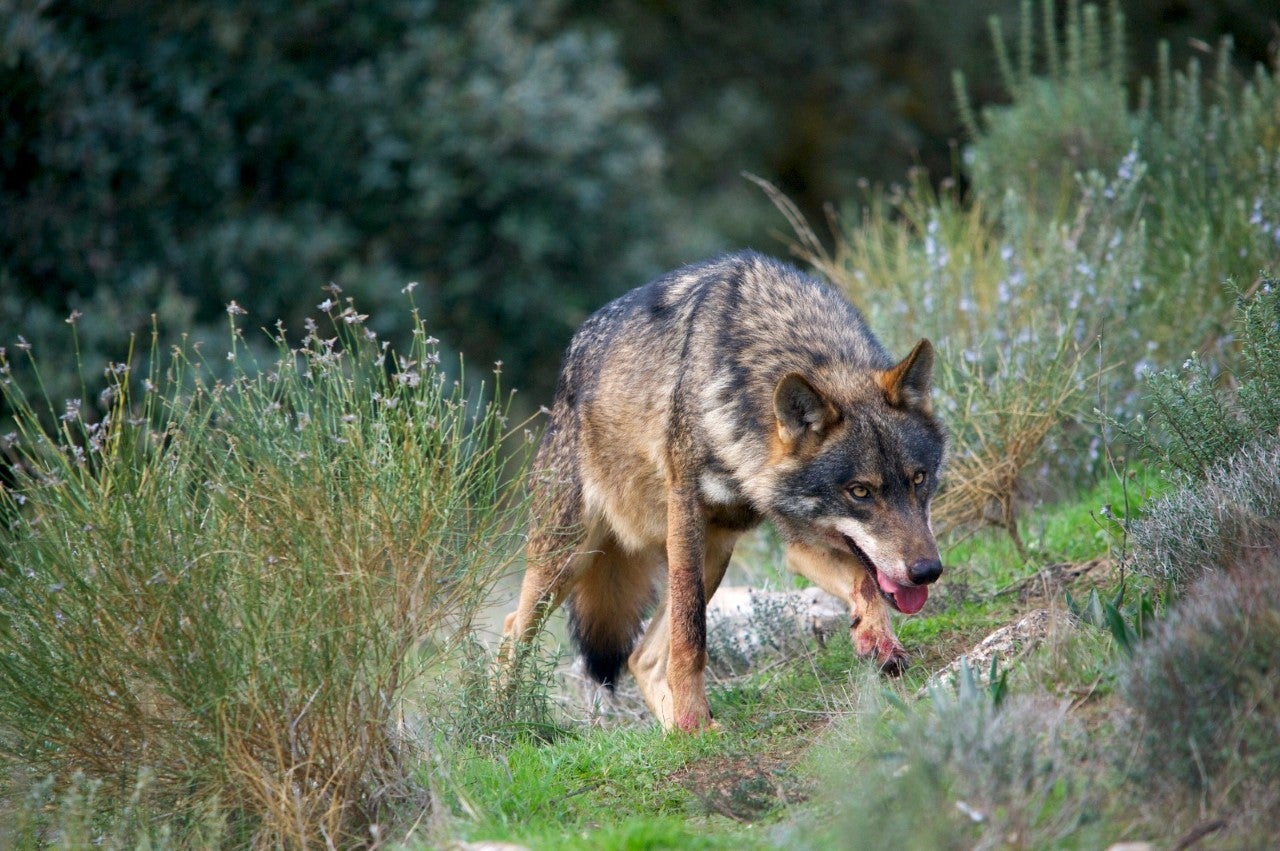 El Gobierno prohíbe la caza del lobo desde este miércoles El Gobierno prohíbe la caza del lobo desde este miércoles