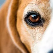 Los perros son capaces anticiparse a catástrofes naturales como la erupción de un volcán o un terremoto Los perros son capaces anticiparse a catástrofes naturales como la erupción de un volcán o un terremoto