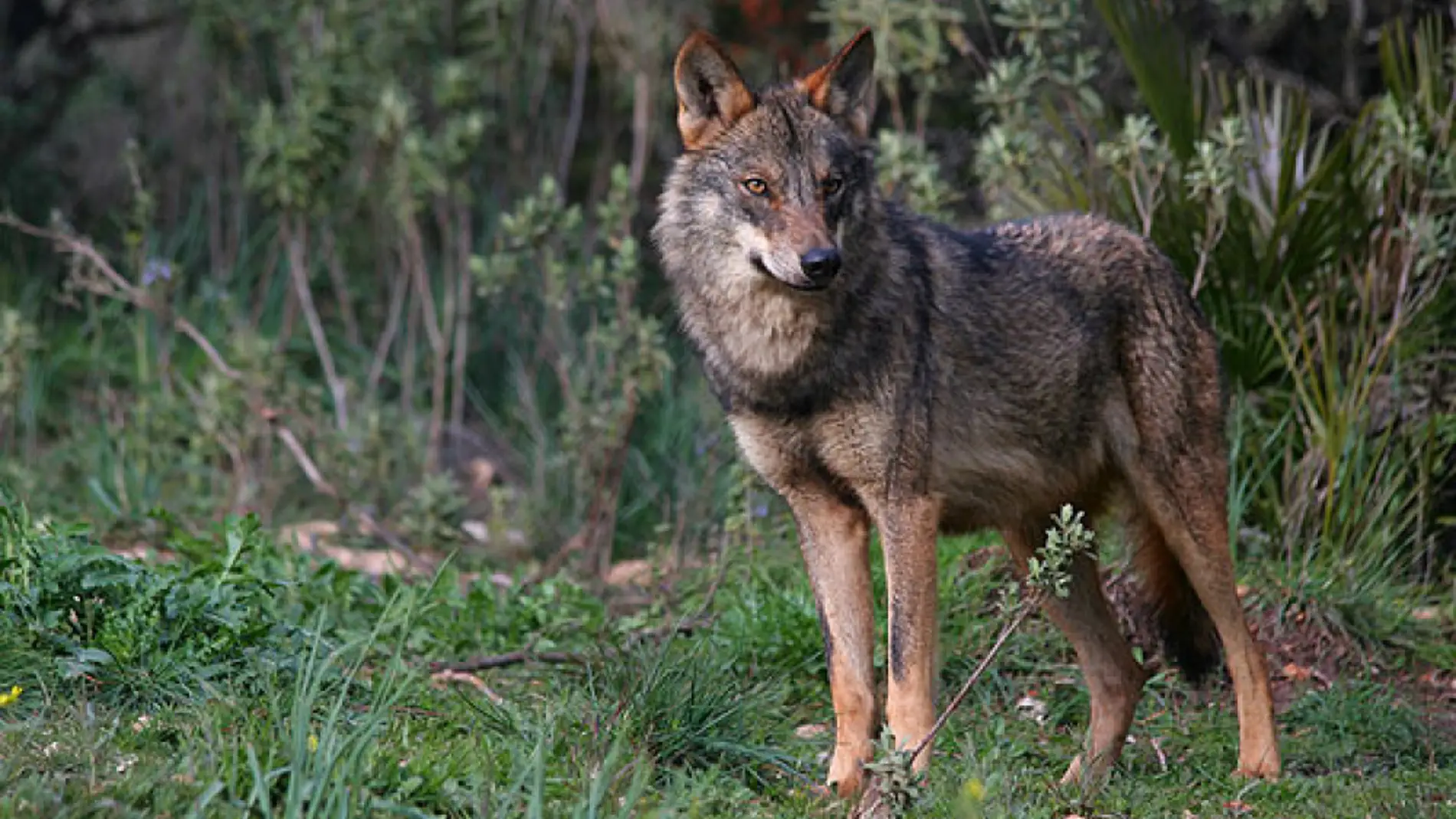 El BOE publica hoy en la inclusión del lobo en la lista LESPRE 
