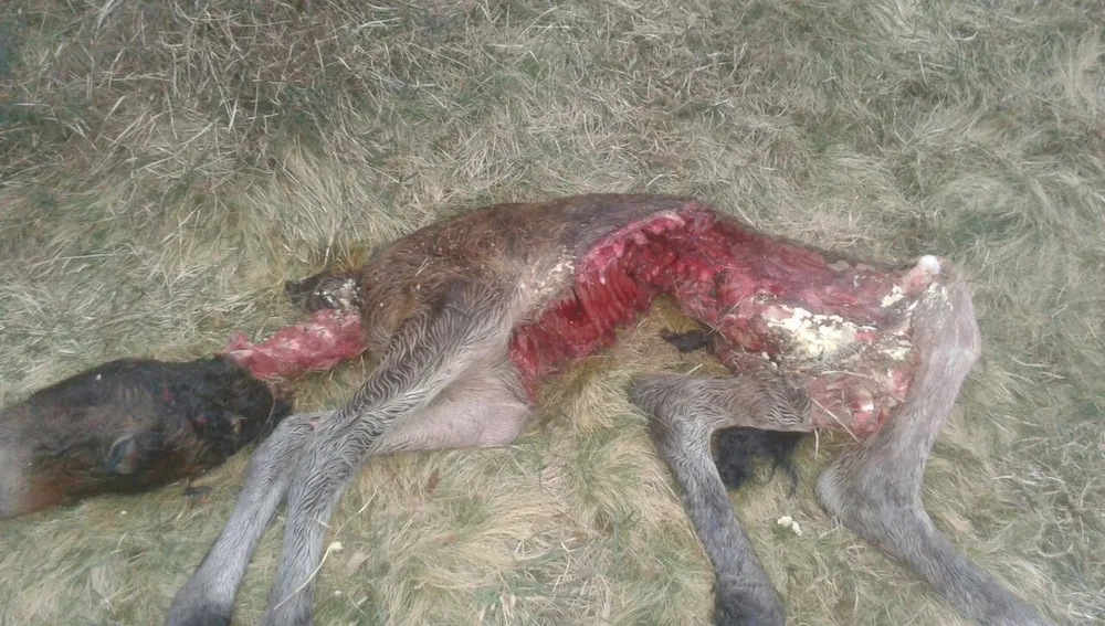 Cara y Cruz por la inclusión del lobo en LESPRE. Cara y Cruz por la inclusión del lobo en LESPRE.