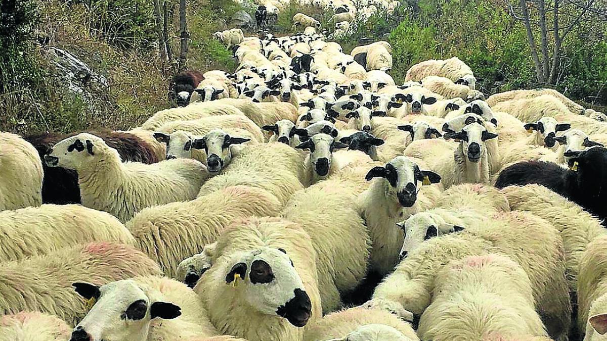 MiRebaño: un aplicación para controlar las cabezas de ganado MiRebaño: un aplicación para controlar las cabezas de ganado