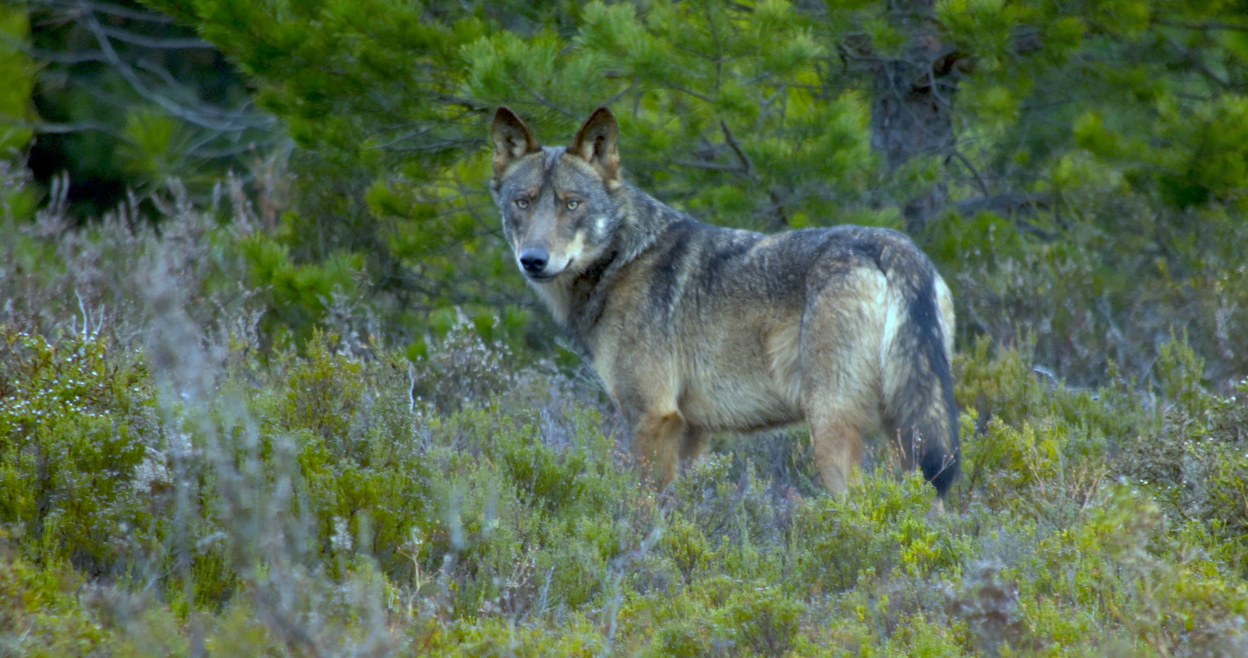 Gimena Llamedo anuncia en la Fiesta del Pastor que el control del lobo comenzará en los Picos de Europa Gimena Llamedo anuncia en la Fiesta del Pastor que el control del lobo comenzará en los Picos de Europa