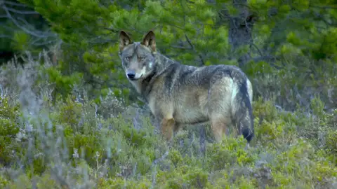 Nuevas medidas de control del lobo en los Picos de Europa lobos