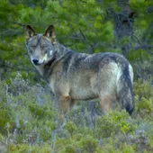Nuevas medidas de control del lobo en los Picos de Europa Nuevas medidas de control del lobo en los Picos de Europa