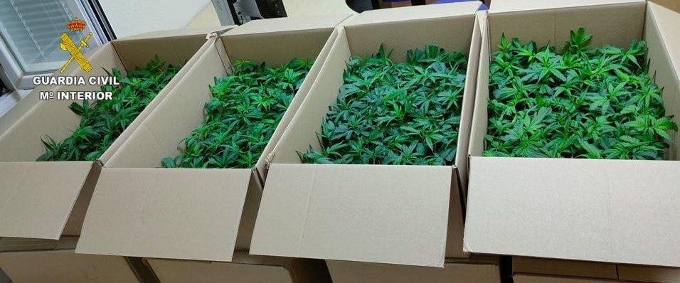 Dos detenidos por portar 960 plantas de marihuana y darse a la fuga Dos detenidos por portar 960 plantas de marihuana y darse a la fuga
