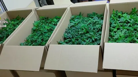 Dos detenidos por portar 960 plantas de marihuana y darse a la fuga Dos detenidos por portar 960 plantas de marihuana y darse a la fuga