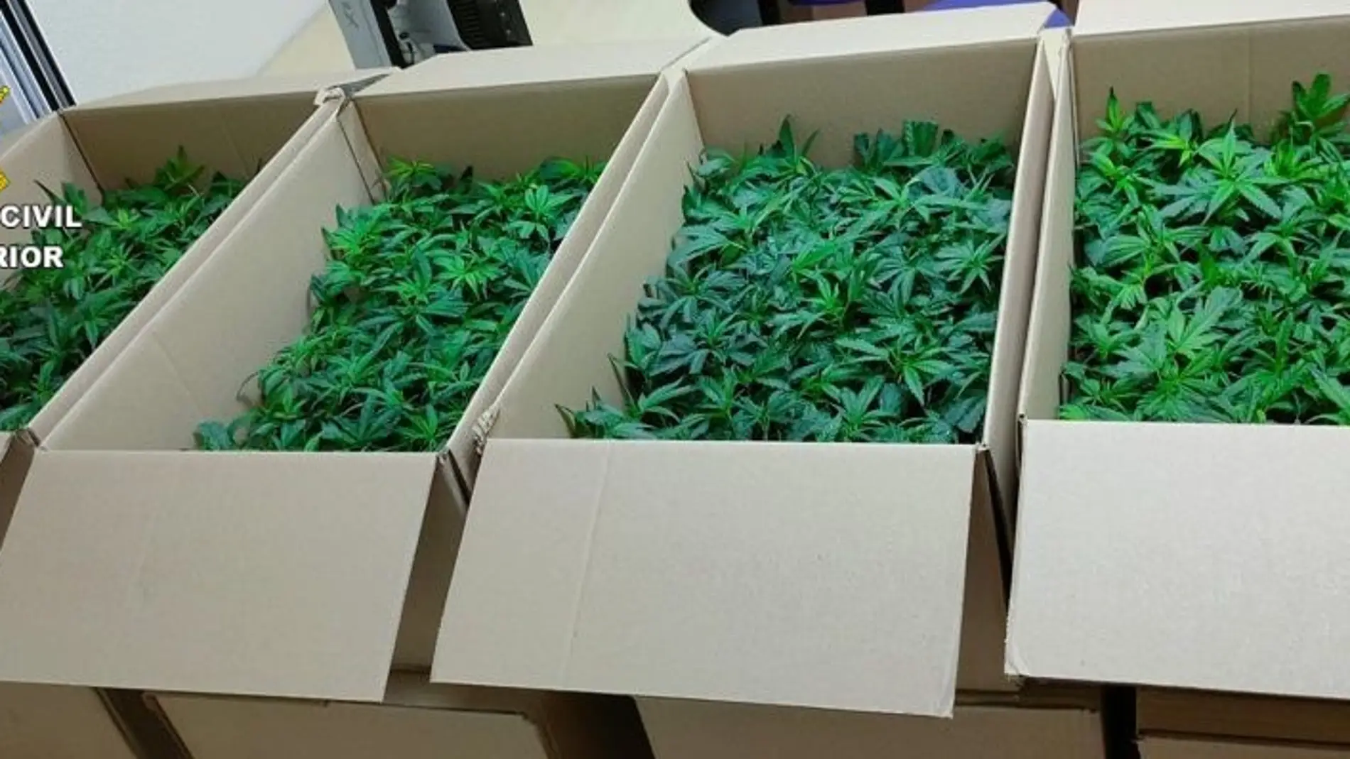 Dos detenidos por portar 960 plantas de marihuana y darse a la fuga