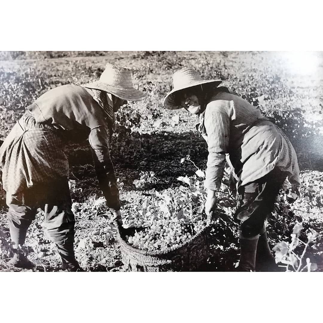 El maridaje y la vendimia propuestas del Museo del Vino para el Día Mundial del Turismo El maridaje y la vendimia propuestas del Museo del Vino para el Día Mundial del Turismo