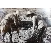 Mujeres vendimiando. Colección fotografías 'La vendimia' de Harry Gordon Mujeres vendimiando. Colección fotografías 'La vendimia' de Harry Gordon
