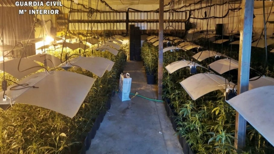 Desmantelada una plantación de marihuana en un gimnasio Desmantelada una plantación de marihuana en un gimnasio