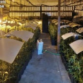 Plantación de marihuana en un gimnasio