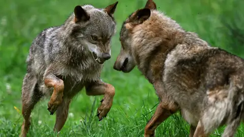 El lobo deja de ser una especie cinegetica El lobo deja de ser una especie cinegetica