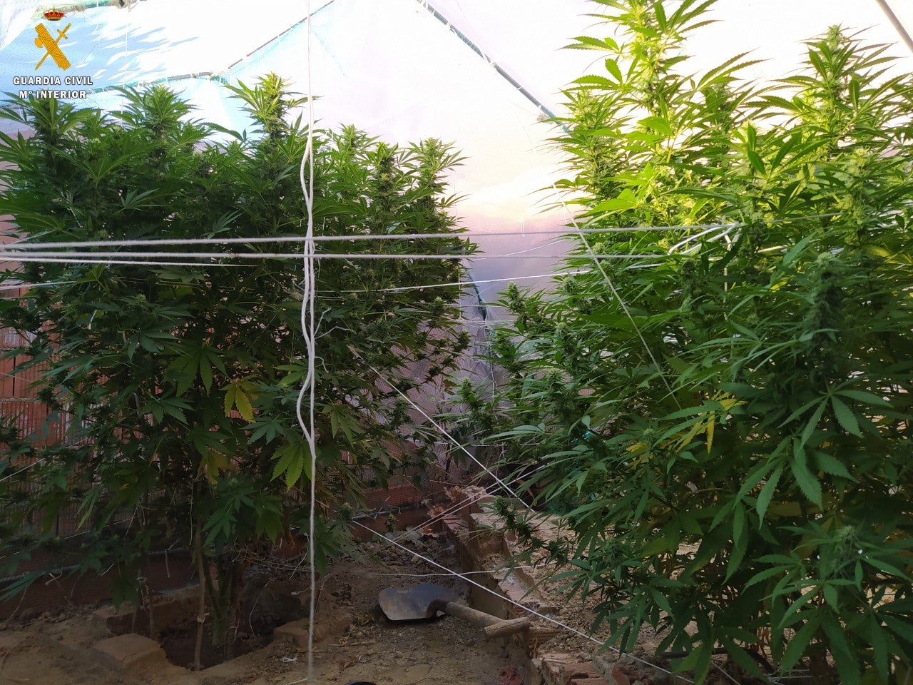 La Guardia Civil investiga a una persona por supuesto delito contra la salud pública por cultivo de marihuana La Guardia Civil investiga a una persona por supuesto delito contra la salud pública por cultivo de marihuana