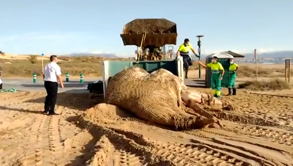 Ejemplar de ballena encontrado muerto en la playa de El Altet. 