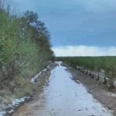 La tormenta causó importantes daños en el campo de Villarrubia de los Ojos La tormenta causó importantes daños en el campo de Villarrubia de los Ojos