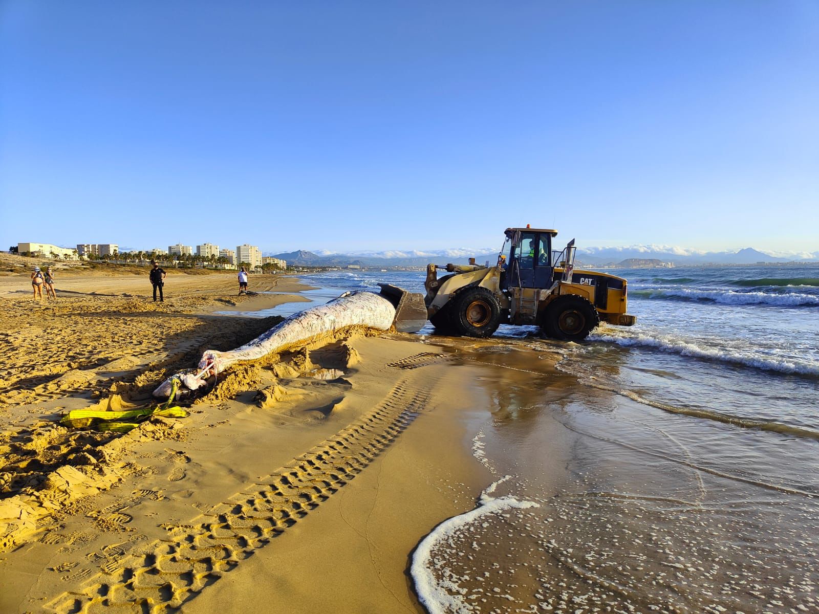 Una ballena de casi ocho toneladas aparece muerta en la playa de El Altet de Elche Una ballena de casi ocho toneladas aparece muerta en la playa de El Altet de Elche